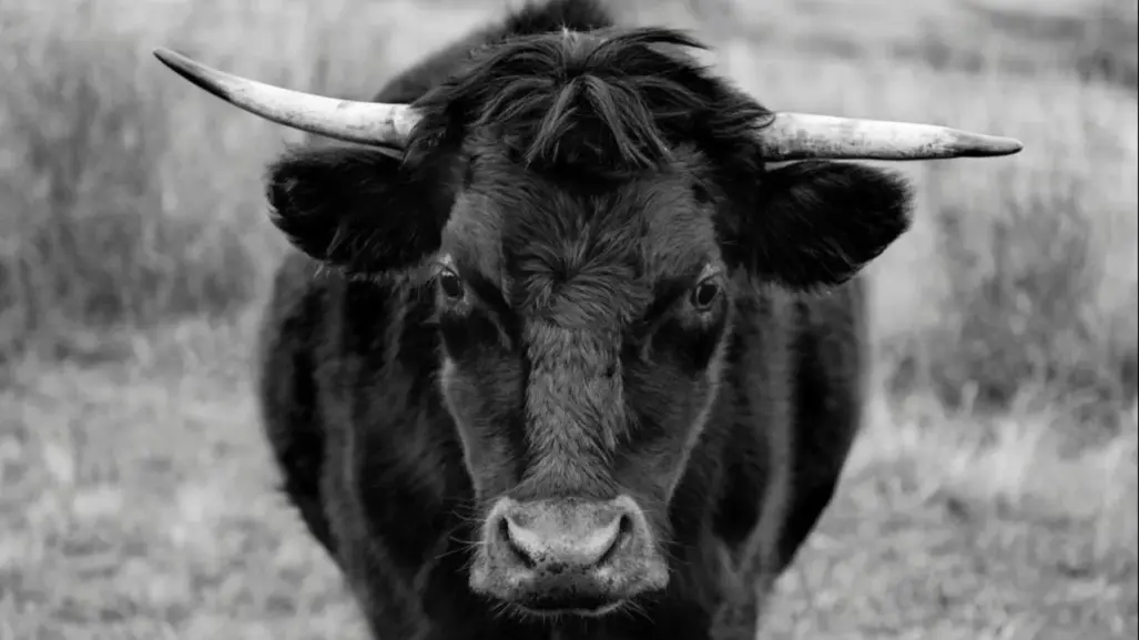 ¿Conoces la leyenda del toro endiablado del Cerro del Mercado?