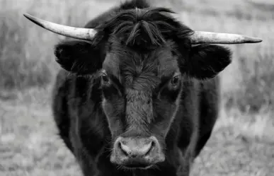 ¿Conoces la leyenda del toro endiablado del Cerro del Mercado?