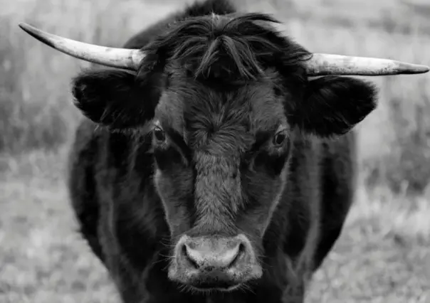 ¿Conoces la leyenda del toro endiablado del Cerro del Mercado?