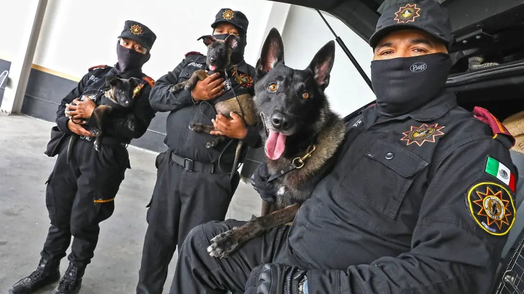 Conoce a los nuevos cachorros del Escuadrón Binomio Canino K9 de Fuerza Civil