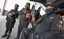 Conoce a los nuevos cachorros del Escuadrón Binomio Canino K9 de Fuerza Civil