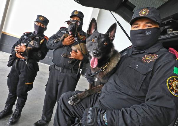 Conoce a los nuevos cachorros del Escuadrón Binomio Canino K9 de Fuerza Civil