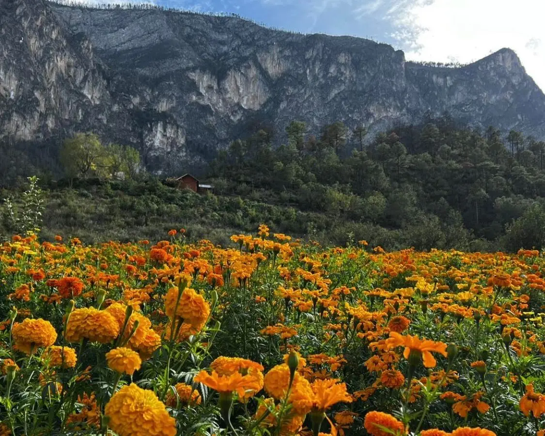 Inicia temporada del Jardín de Cempasúchil en Santiago