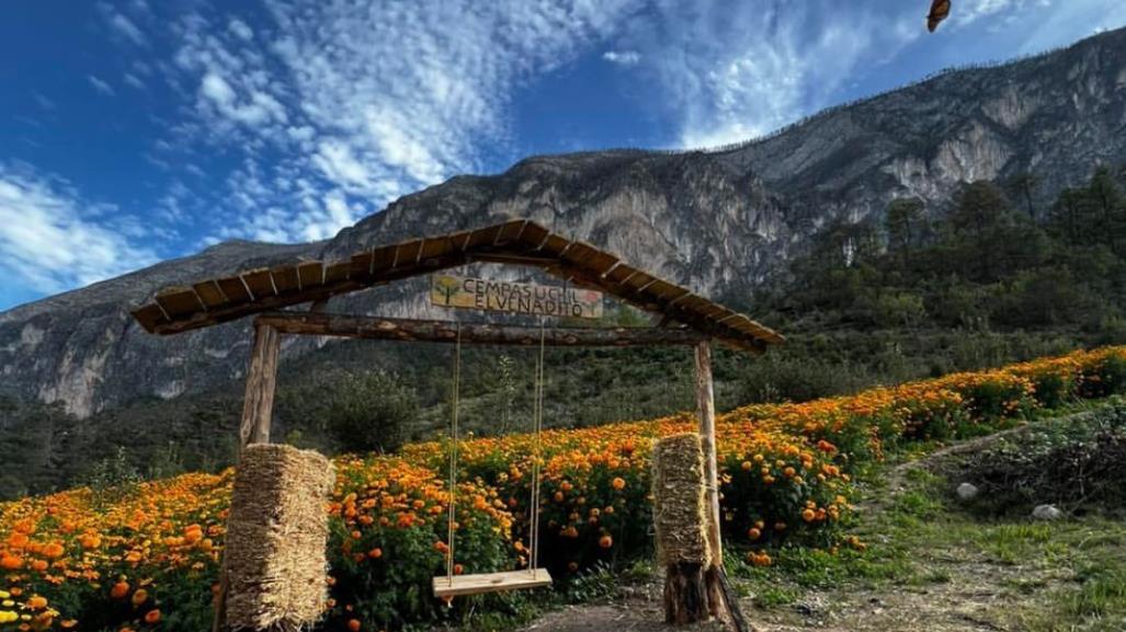 Inicia temporada del Jardín de Cempasúchil en Santiago