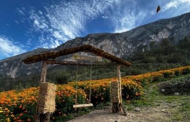 Inicia temporada del Jardín de Cempasúchil en Santiago