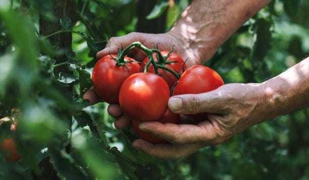 ¿Sabías que el tomate y el berro protegen tu salud? Te decimos por qué