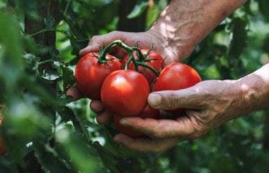 ¿Sabías que el tomate y el berro protegen tu salud? Te decimos por qué