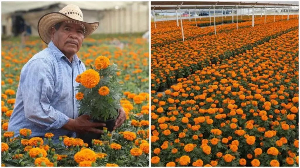 Flor de Cempasúchil ¿dónde comprarla en Edomex?