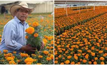 Flor de Cempasúchil ¿dónde comprarla en Edomex?
