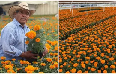 Flor de Cempasúchil ¿dónde comprarla en Edomex?