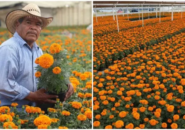 Flor de Cempasúchil ¿dónde comprarla en Edomex?