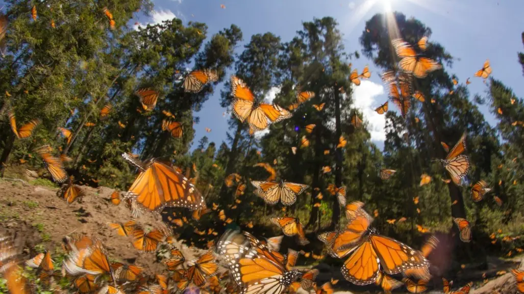 Mariposa Monarca pasa por Nuevo León: ¿Cómo protegerla en su migración?