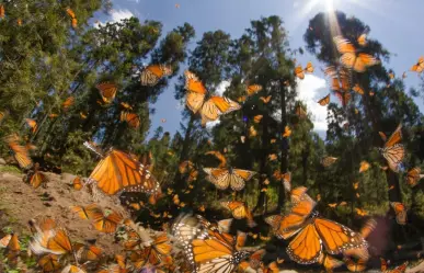 Mariposa Monarca pasa por Nuevo León: ¿Cómo protegerla en su migración?