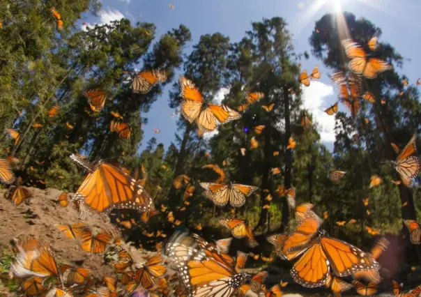 Mariposa Monarca pasa por Nuevo León: ¿Cómo protegerla en su migración?