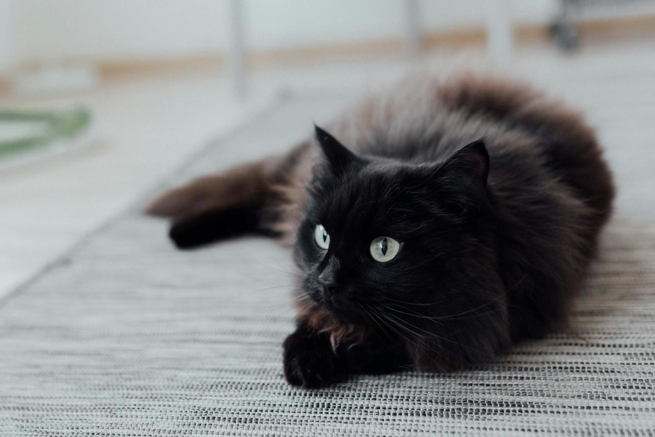 Gato Negro. Foto de Pexels.