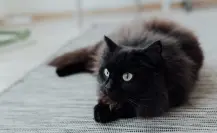 ¿Por qué no dar en adopción a gatos blancos y negros en octubre? Aquí te decimos