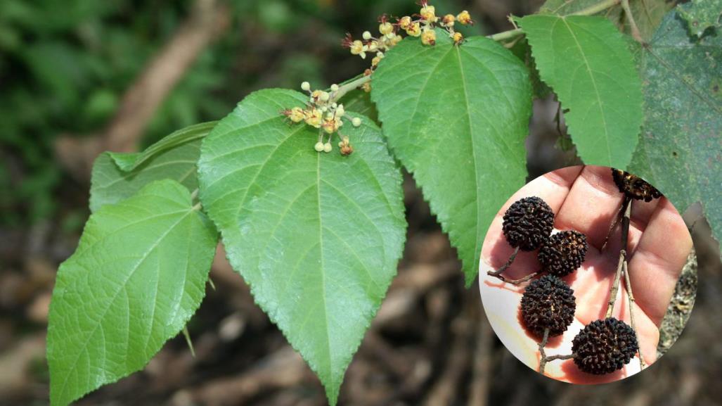 La planta que se encuentra en Yucatán y ayuda para controlar la diabetes