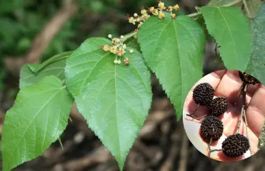 La planta que se encuentra en Yucatán y ayuda para controlar la diabetes