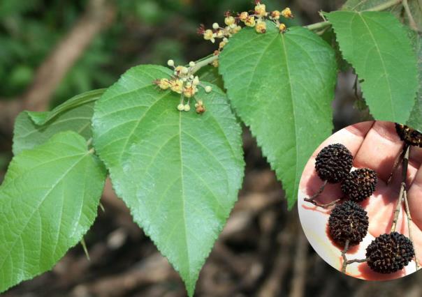 La planta que se encuentra en Yucatán y ayuda para controlar la diabetes