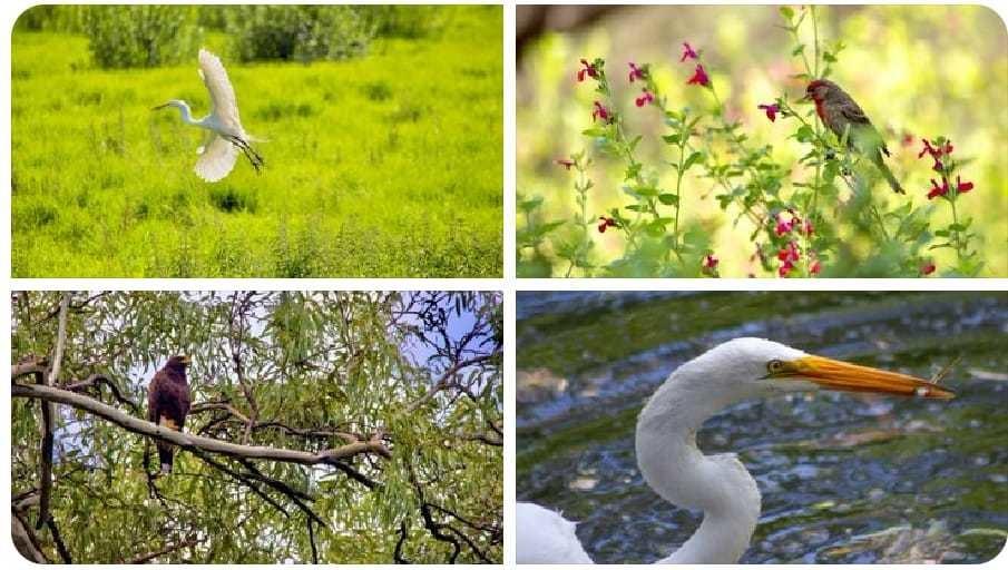 Animales silvestres regresan a la CDMX ayudando a la ecología