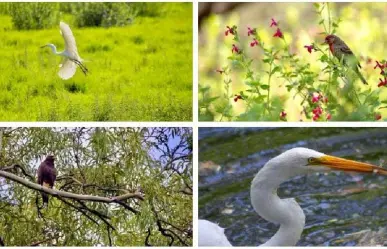 Animales silvestres regresan a la CDMX ayudando a la ecología