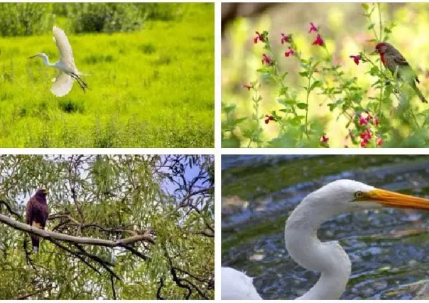 Animales silvestres regresan a la CDMX ayudando a la ecología