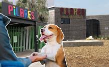 PILARES ofrece cursos gratuitos de adiestramiento canino; requisitos