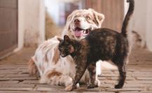 ¿Hay leyes contra el maltrato animal en BCS? Esto debes saber