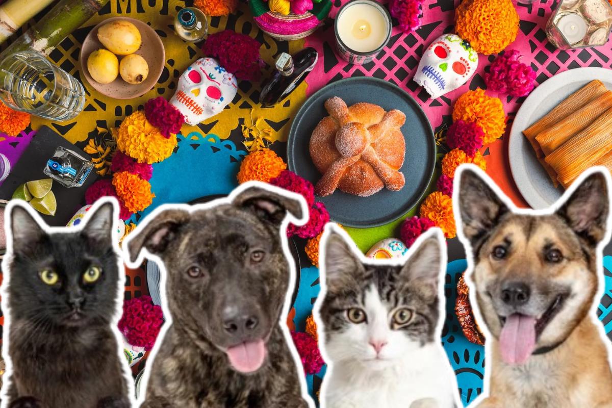 Ofrenda de Día de Muertos para mascotas. Foto: Especial