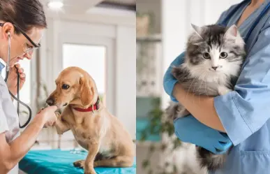 Esta es la forma de esterilizar a tu mascota de manera gratuita en San Pedro