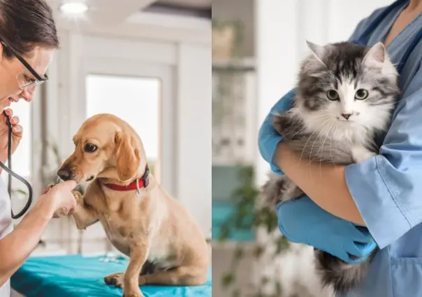 Esta es la forma de esterilizar a tu mascota de manera gratuita en San Pedro