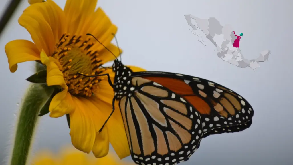 ¿Sabías que Tamaulipas forma parte de la ruta migratoria de la mariposa Monarca?