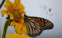 ¿Sabías que Tamaulipas forma parte de la ruta migratoria de la mariposa Monarca?