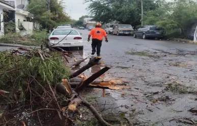 Protección Civil de Juárez libera vialidades tras caída de árboles por el clima