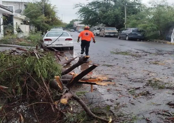 Protección Civil de Juárez libera vialidades tras caída de árboles por el clima