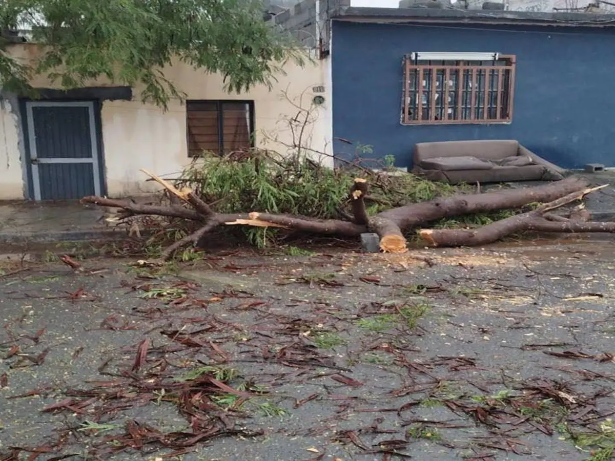 Protección Civil de Juárez libera vialidades tras caída de árboles por el clima