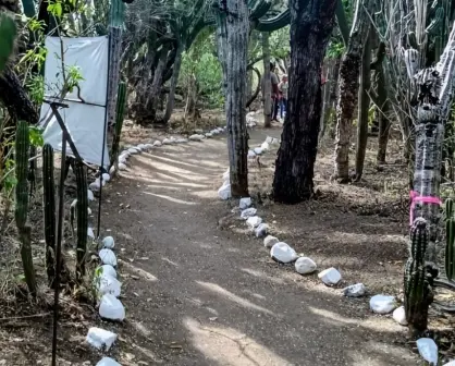 Santuario de los Cactus: ¡Área Natural Protegida! ¿Qué podemos encontrar ahí?