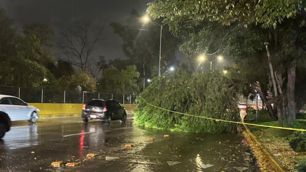 Cae árbol de más de 20 metros de alto sobre Churubusco, no hay heridos