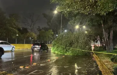 Cae árbol de más de 20 metros de alto sobre Churubusco, no hay heridos