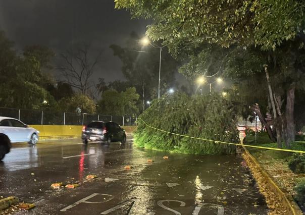 Cae árbol de más de 20 metros de alto sobre Churubusco, no hay heridos