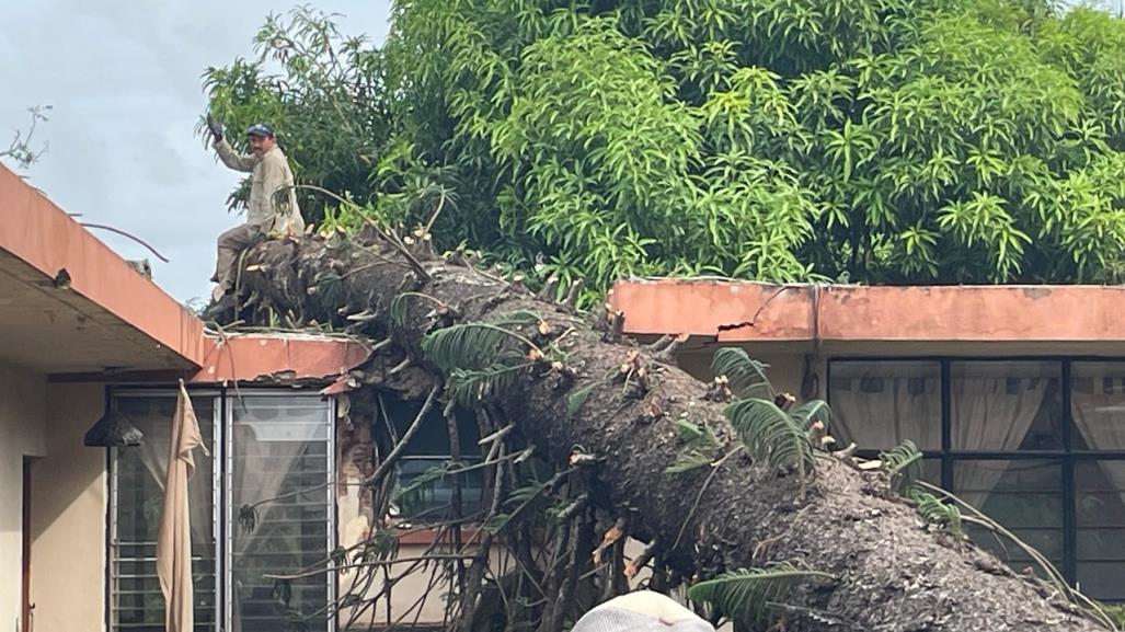 Tampico: un pino de 20 metros se cae sobre un domicilio por las lluvias