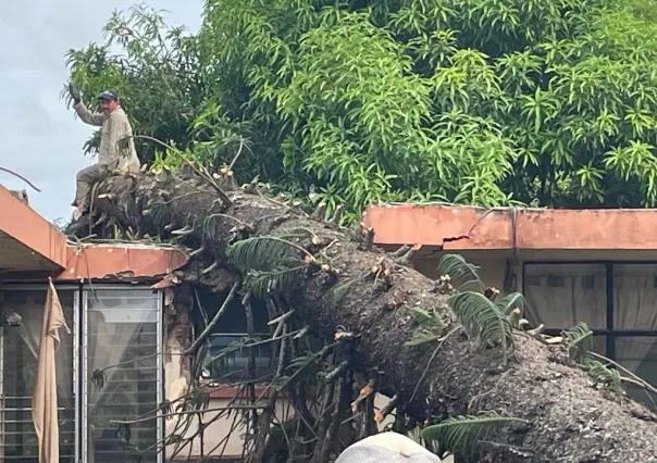 Tampico: un pino de 20 metros se cae sobre un domicilio por las lluvias