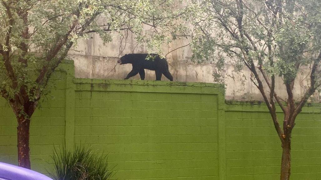 ¡Solo un susto! Oso aparece en plenas calles de Monterrey (VIDEO)