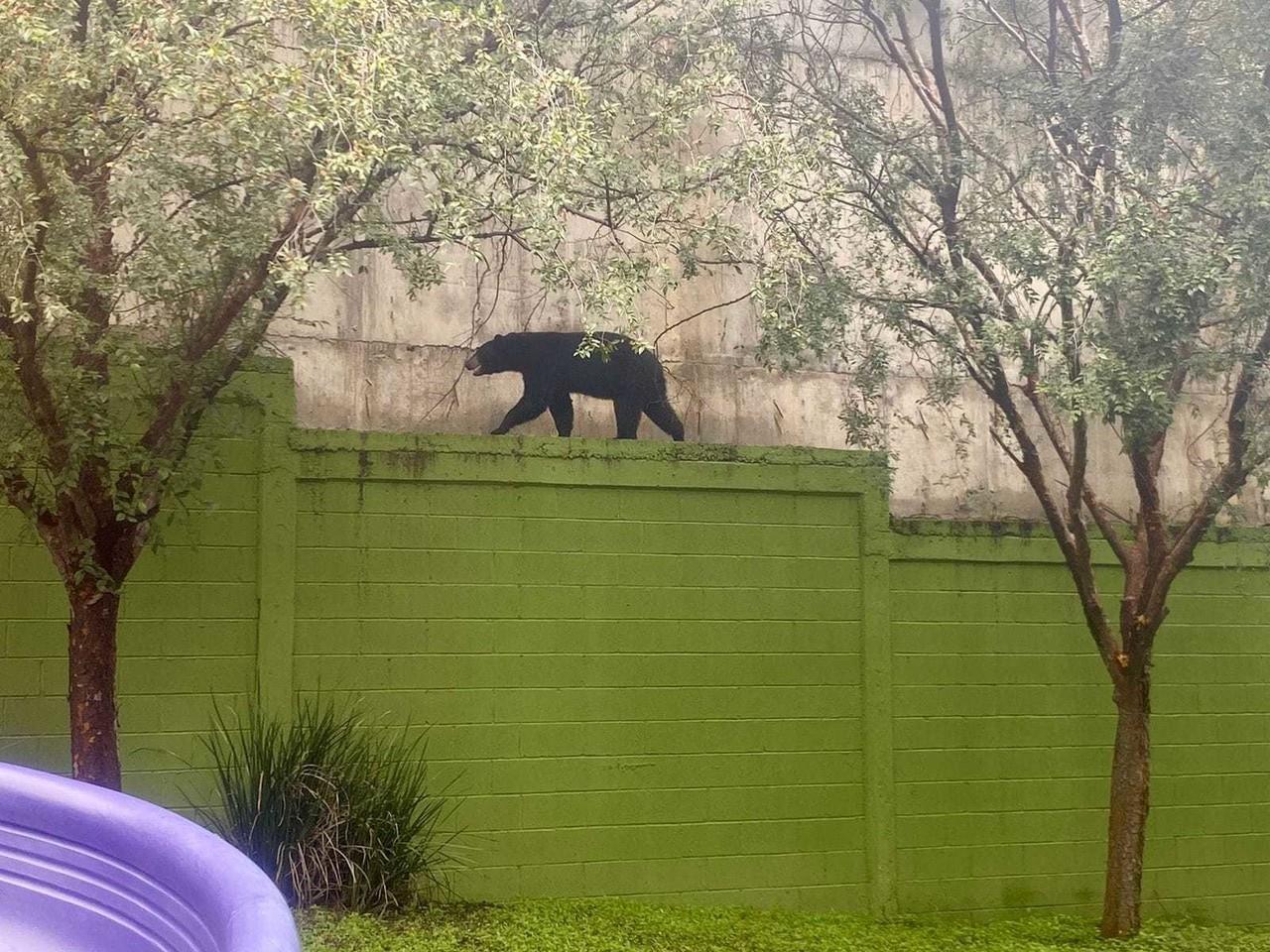 Oso encima de una barda en un domicilio de Monterrey. Foto: Protección Civil de Nuevo León.