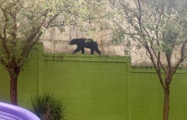 ¡Solo un susto! Oso aparece en plenas calles de Monterrey (VIDEO)