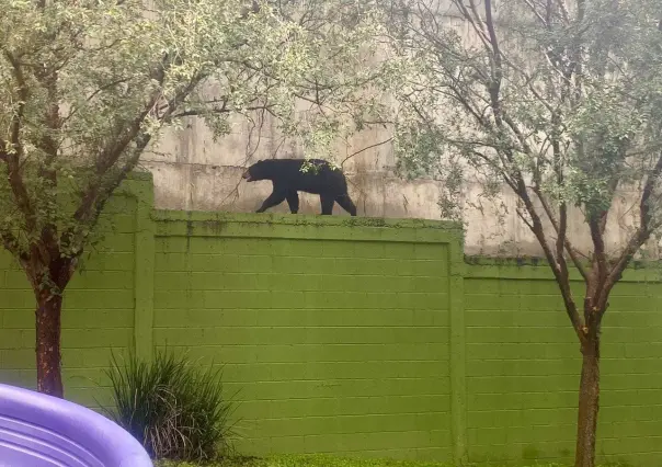 ¡Solo un susto! Oso aparece en plenas calles de Monterrey (VIDEO)