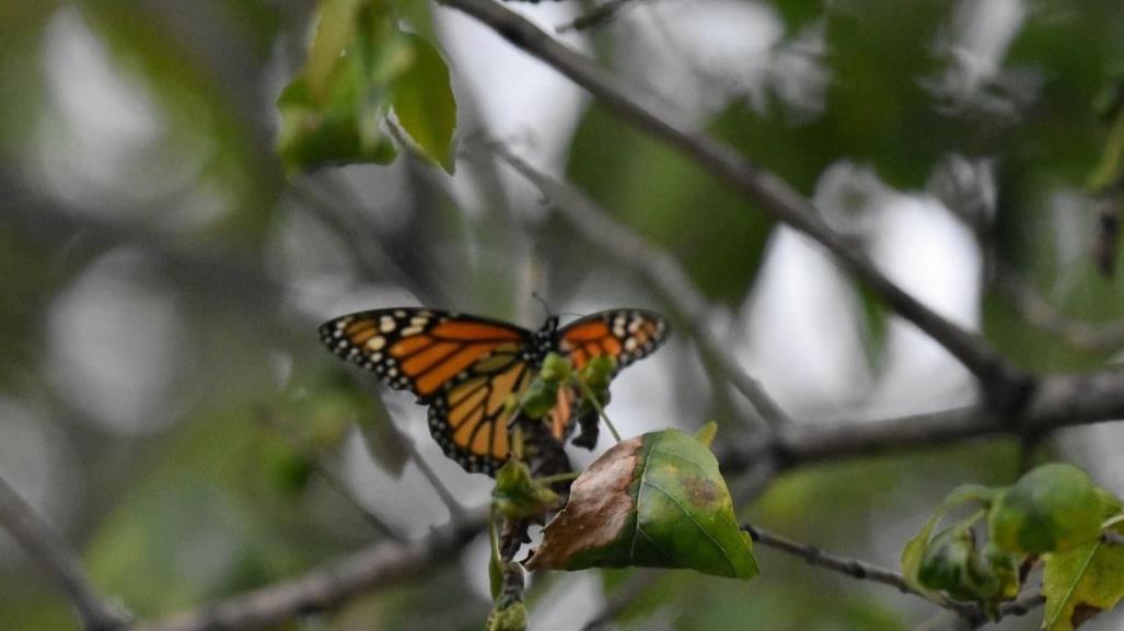 ¿Y la mariposa monarca? Confirman retraso en la migración hacia Coahuila