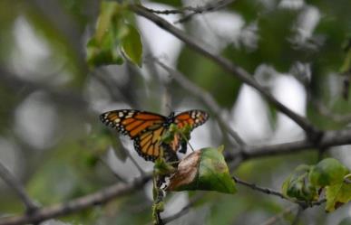 ¿Y la mariposa monarca? Confirman retraso en la migración hacia Coahuila