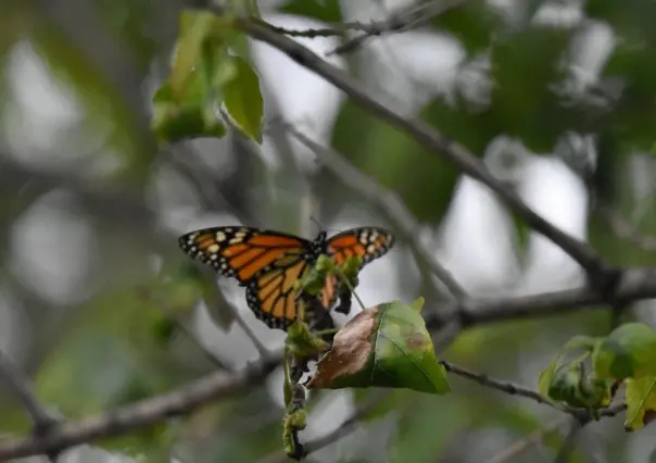 ¿Y la mariposa monarca? Confirman retraso en la migración hacia Coahuila