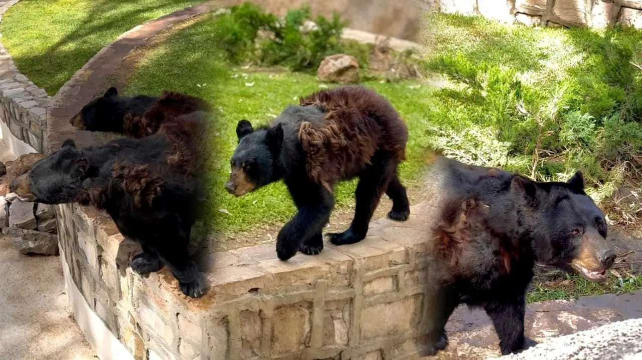 El Zoológico Sahuatoba compartió fotos sobre el cambio de pelaje de los osos.